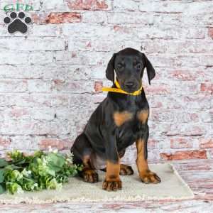 Macy, Doberman Pinscher Puppy